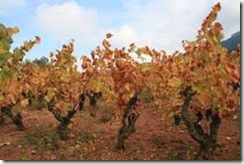 viñedos 